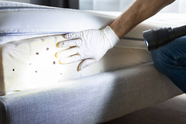 Best Cockroach Control Services  in Johnstown, CO