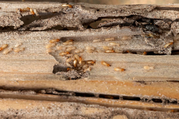 Best Affordable Pest Control Services  in Johnstown, CO