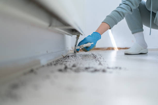 Best Pest Control for Homes  in Johnstown, CO